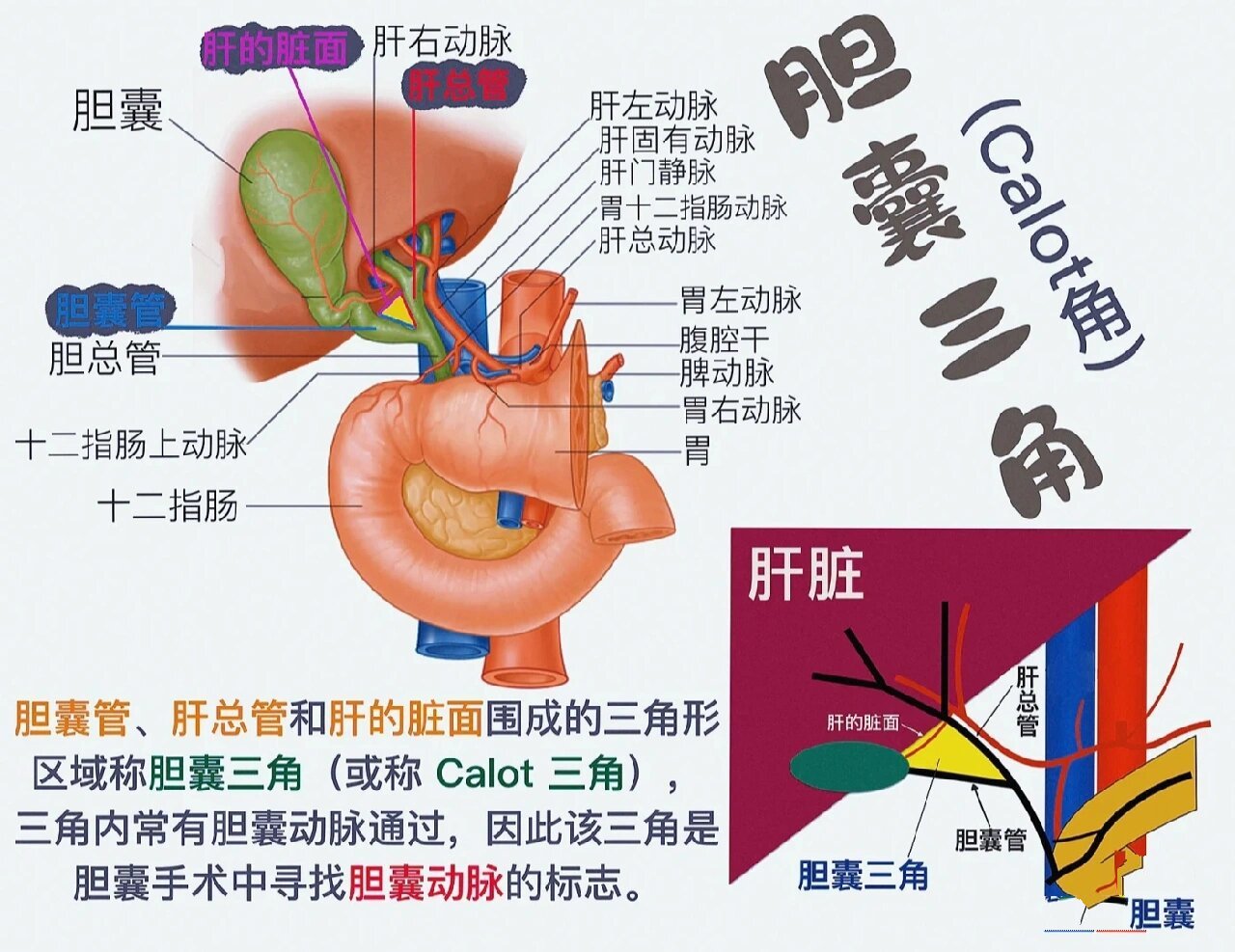 胆囊三角/胆囊的作用