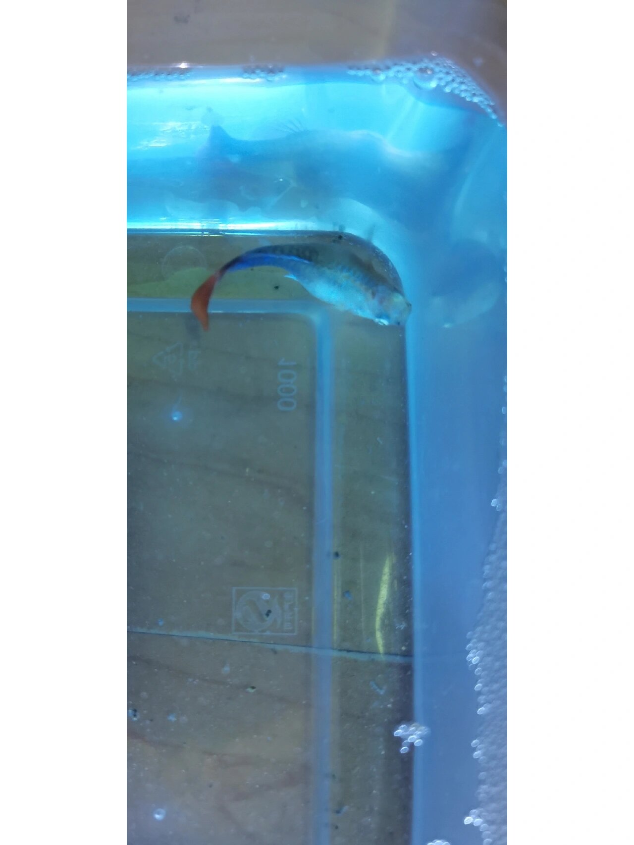 孔雀鱼炸鳞治疗方法