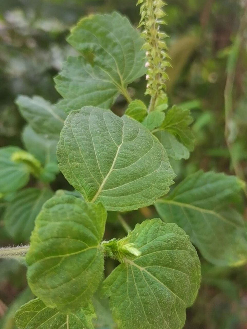 荨麻疹草药图片