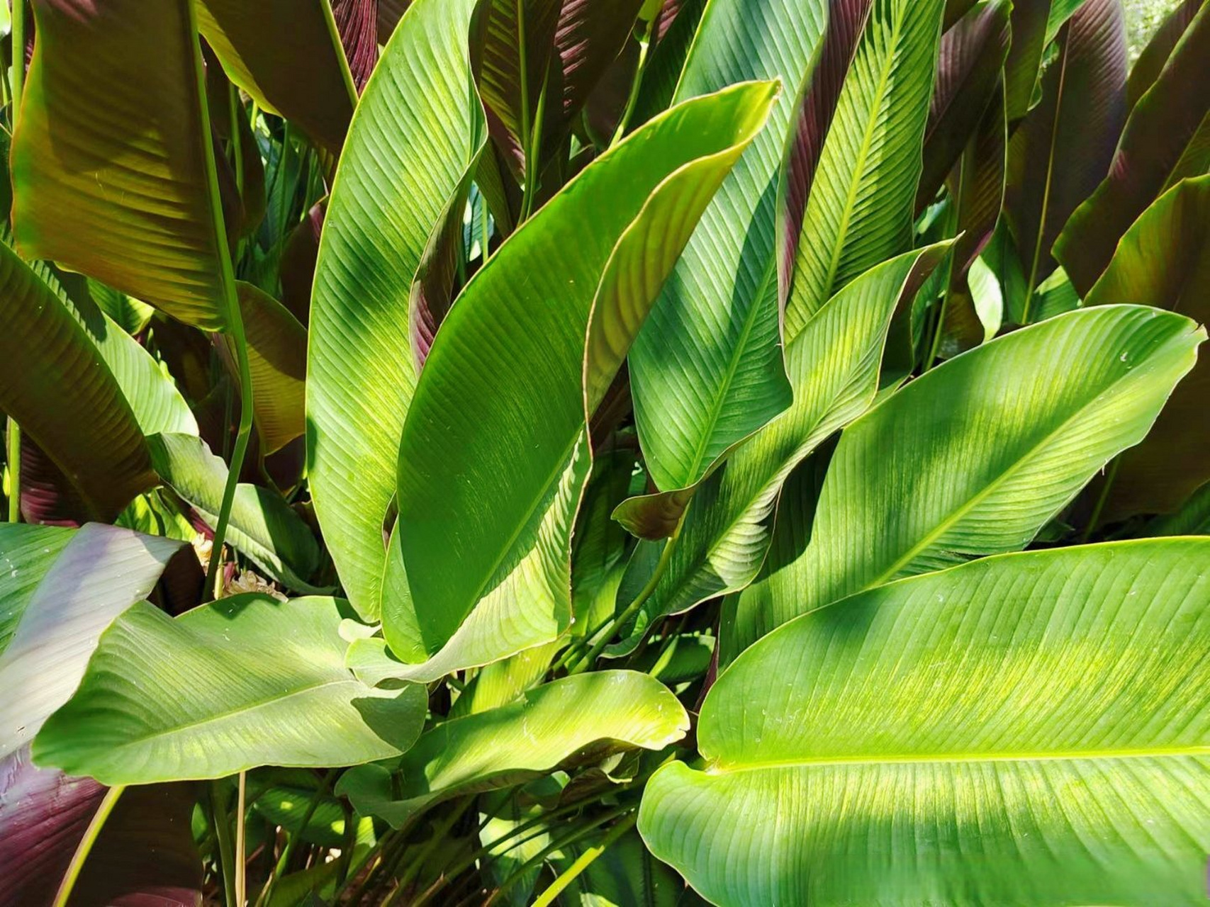 绿羽竹芋,竹芋科肖竹芋属常绿植物,绿羽竹芋,也叫绿道肖竹芋,叶中间有