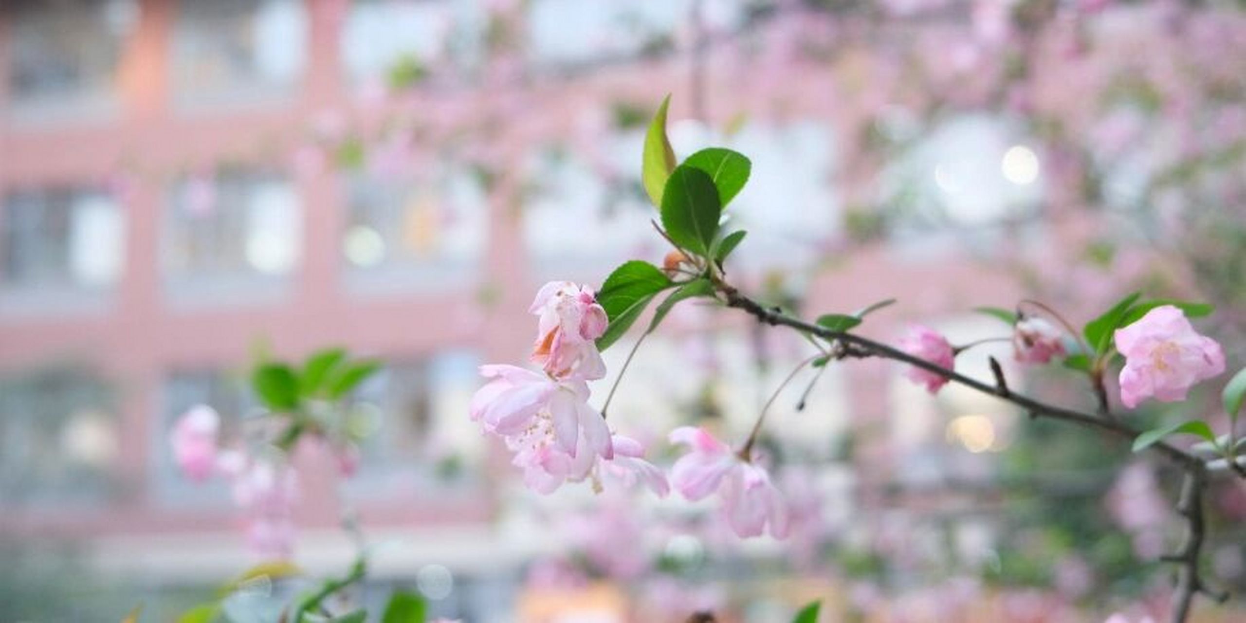 國際學校介紹|上海光華學院劍橋國際中心 01這是張爾爾老師給大家