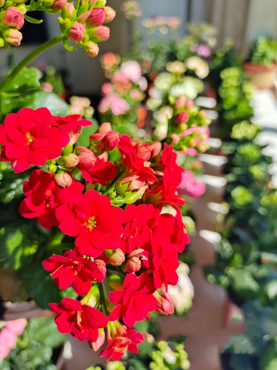 长寿花:红狐狸,妩媚,狂野,妖艳,花如其 名!