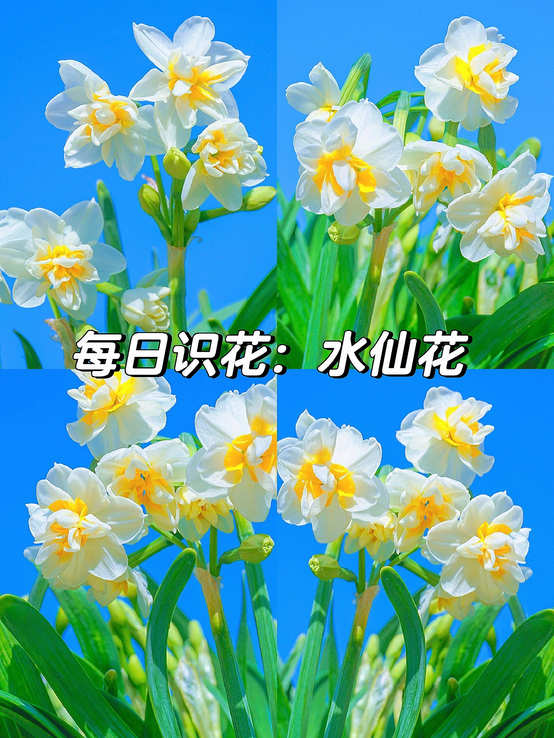 每日识花:水仙花