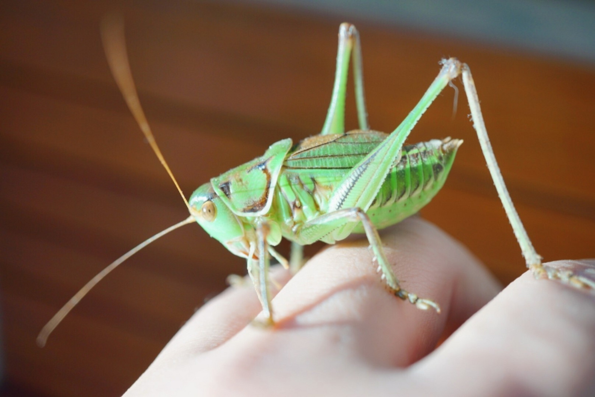 绿蝈蝈讲究的是通体碧绿,不带丝毫杂色,在满目苍茫