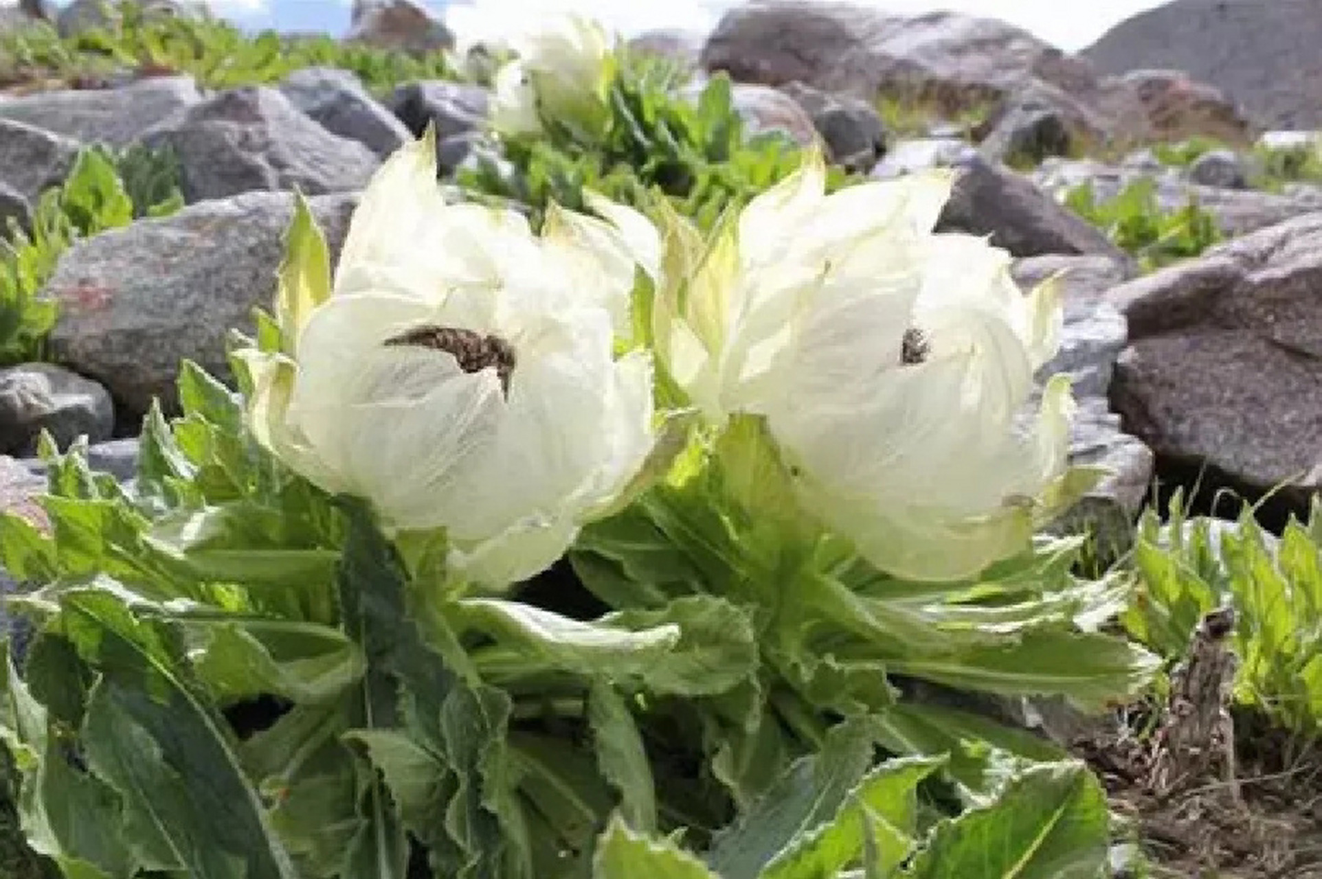 92中文名 雪莲花 08别名 大苞雪莲,荷莲,优钵罗花等,天山雪莲