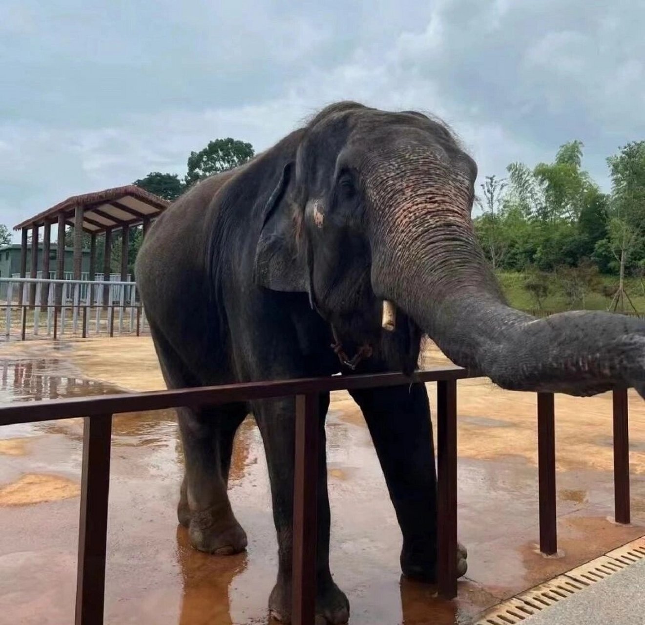 常德汉寿野生动物园,有成人票,儿童票,65以上老人有优待票,110以下