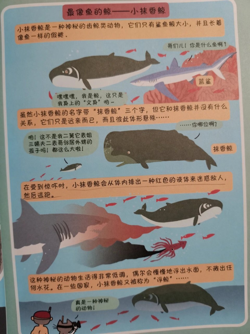 鲸豚大图鉴,93种鲸与海豚,一本书收齐98 虎鲸是一种海豚98 	 白鲸
