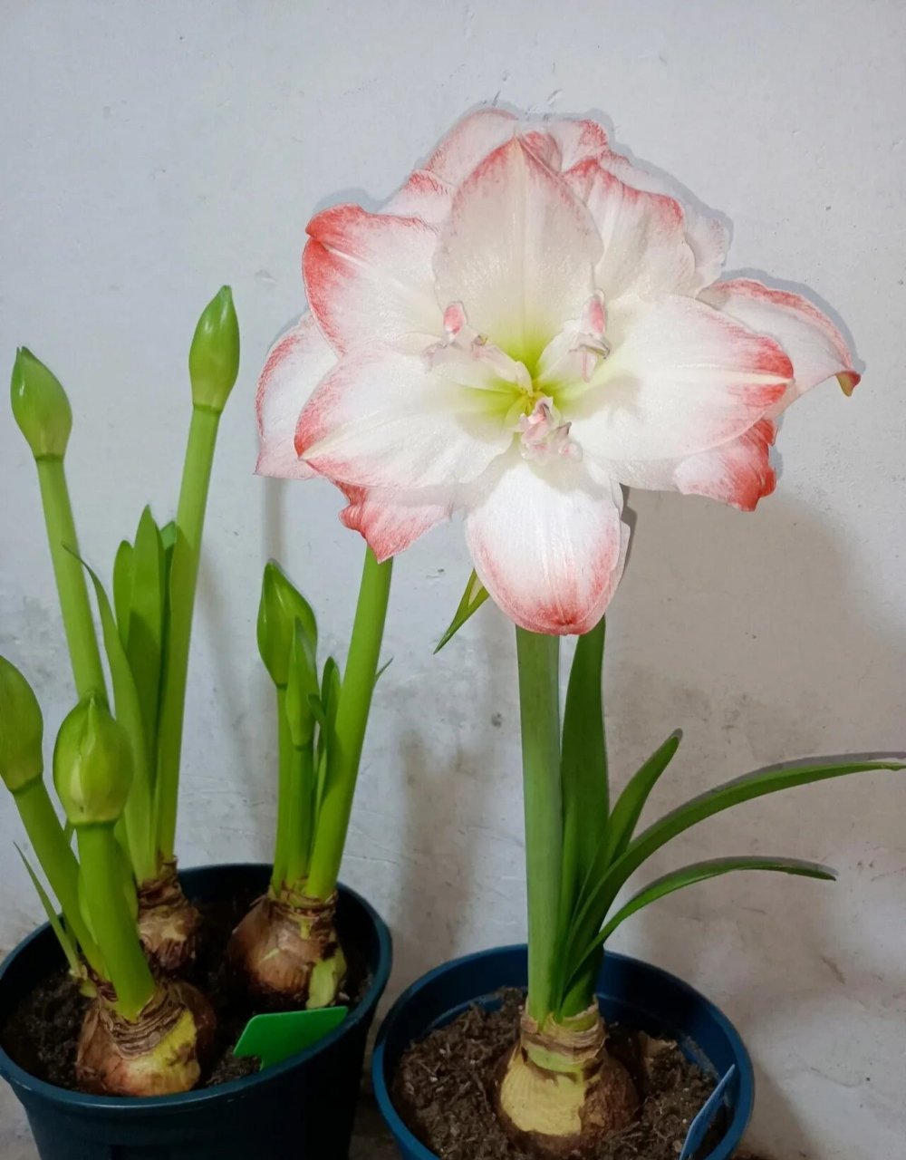 重瓣朱顶红"艾玛迪斯",也叫黛丝,糖果黛丝,经典品种,花大色美,花径