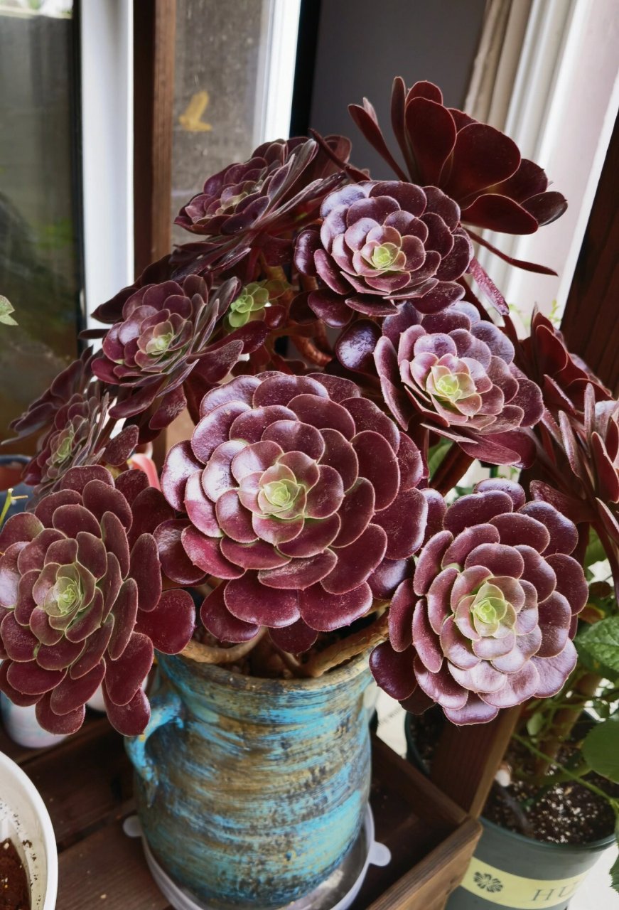 第三年的欧紫 2021年6月22日,纪录我养了第三年的欧紫法师,也是我最爱