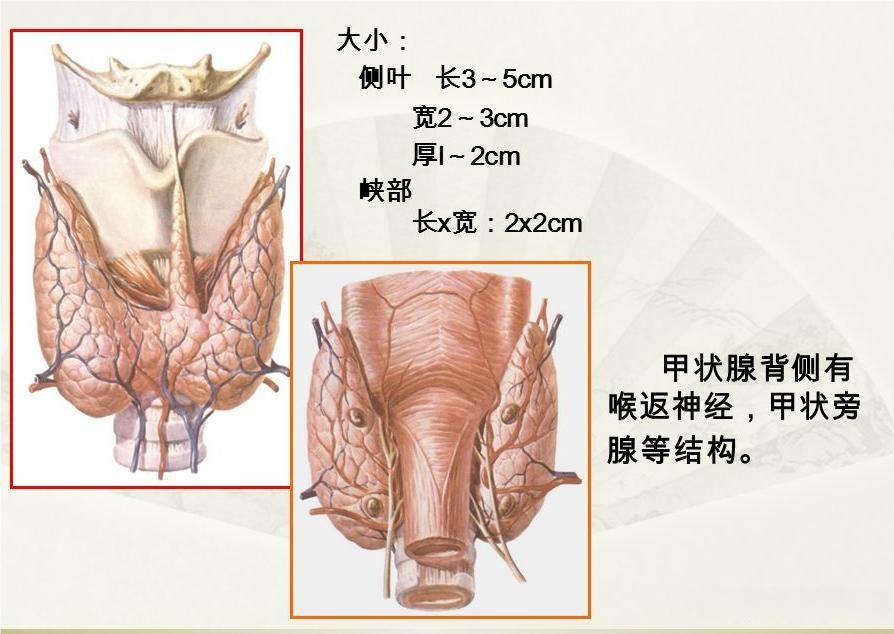 正常甲状旁腺解剖图片图片