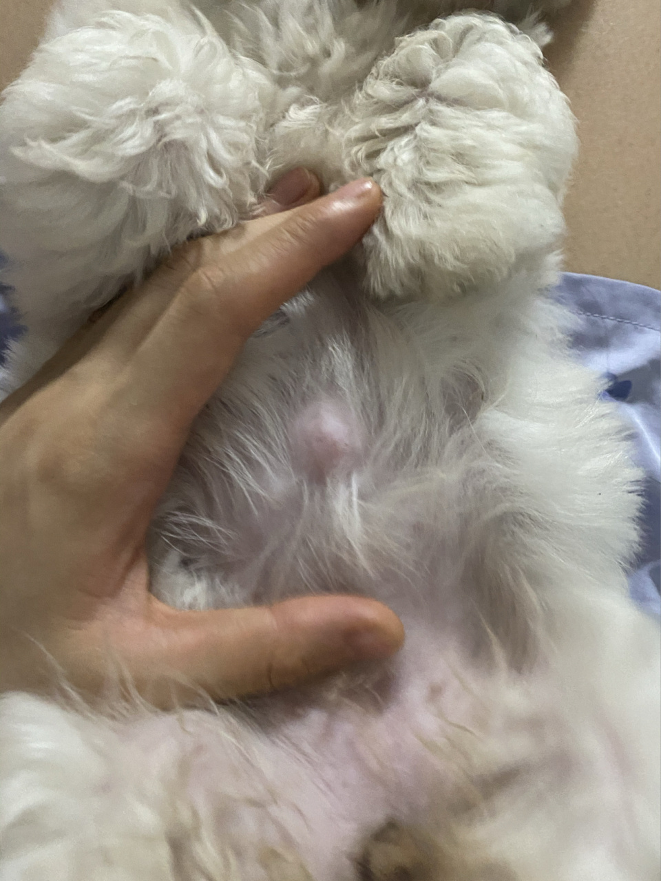 比熊肚子上鼓了个包 刚才无意中发现的,身上鼓了个包,应该是今天刚起