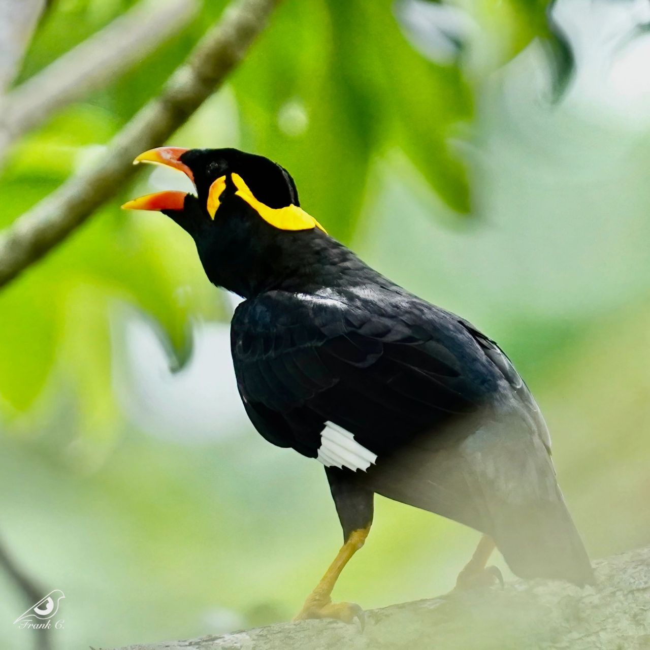 新加坡观鸟——鹩哥 这期介绍一下知名度不算低,去年新晋为国家二级