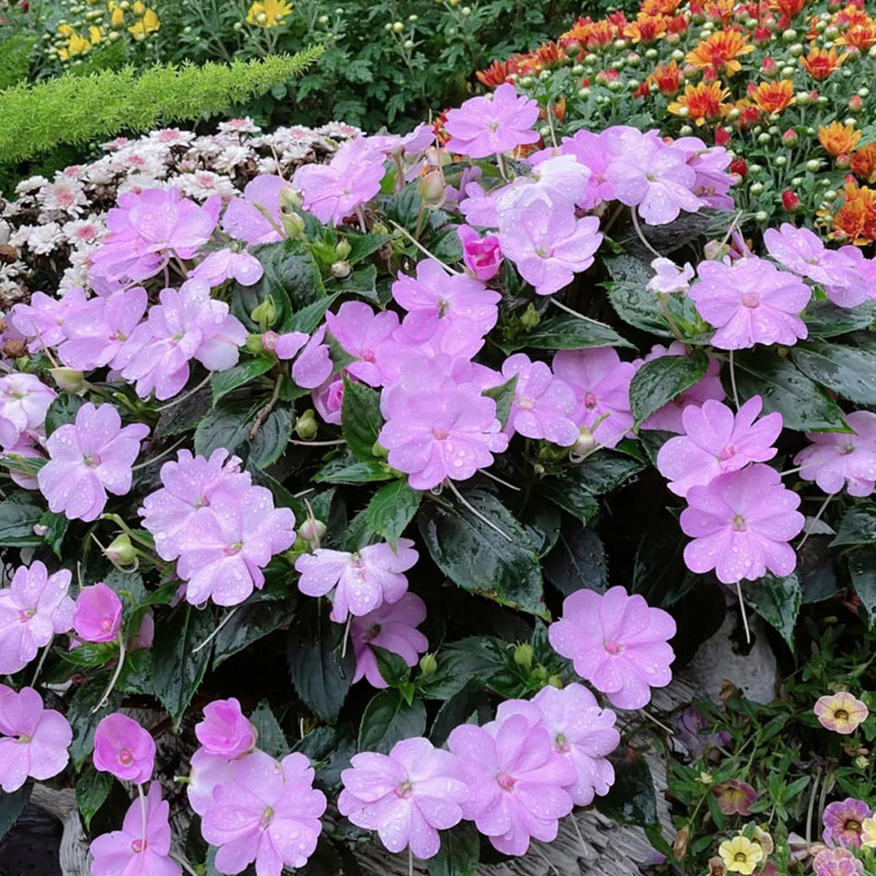 超级凤仙桑贝斯 超级凤仙,凤仙花科,凤仙花属,桑贝斯系列,属于多年生