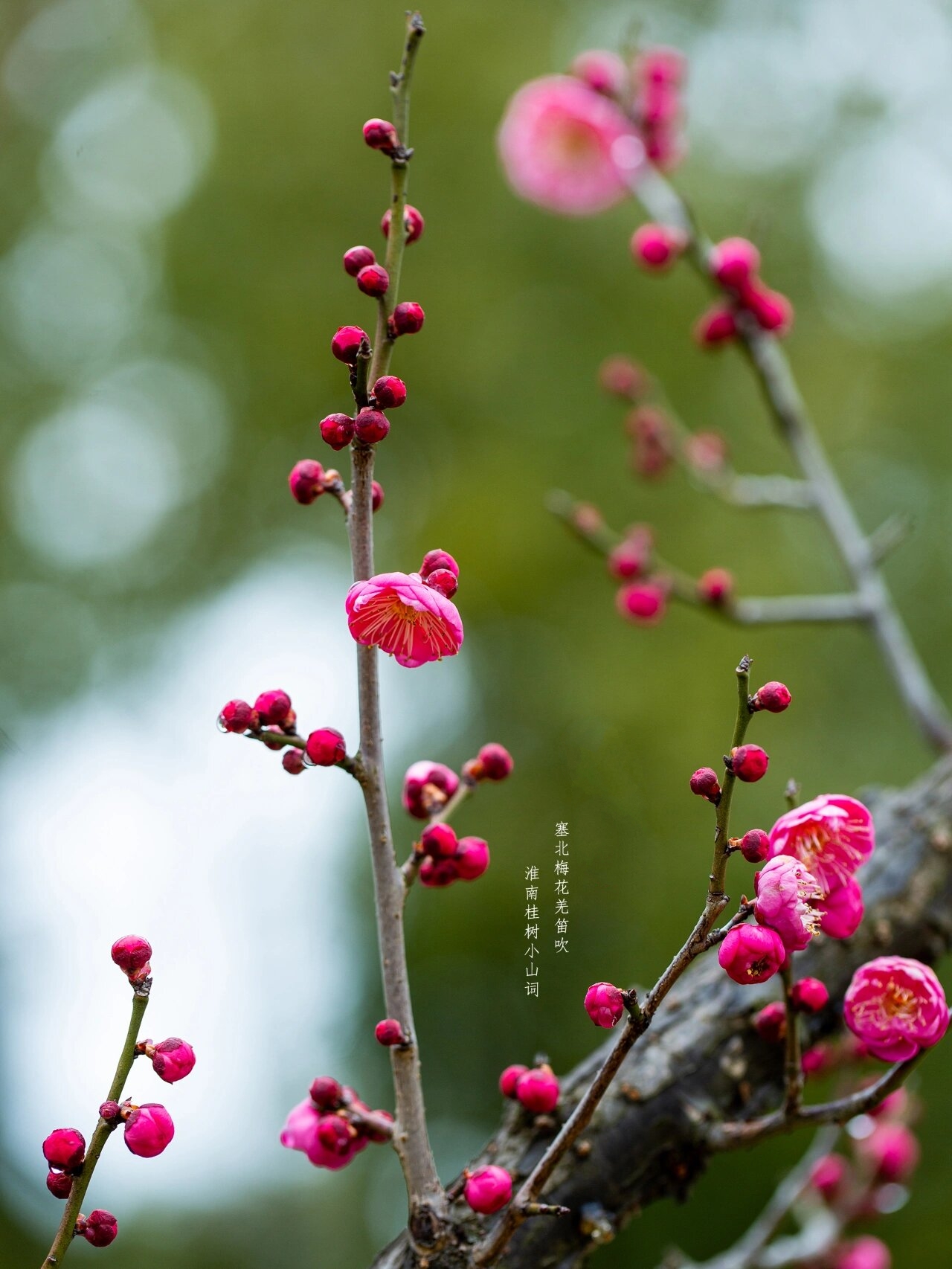 舞朱砂梅花图片