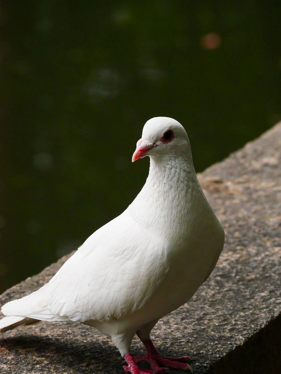 西园寺的白羽王鸽92 超级可爱,不喜欢鸟鸟的有难了
