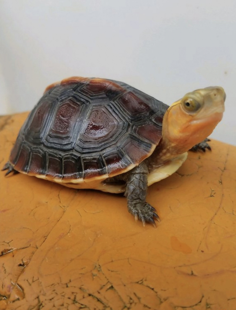 黄缘龟正确喂食 1: 取少量的水放在容器里,然后加入适量的龟粮,静待