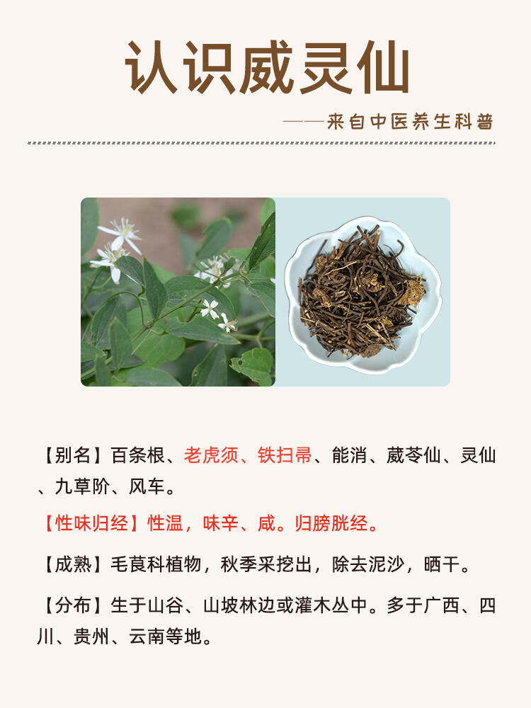 铁扫帚草的功效与作用图片