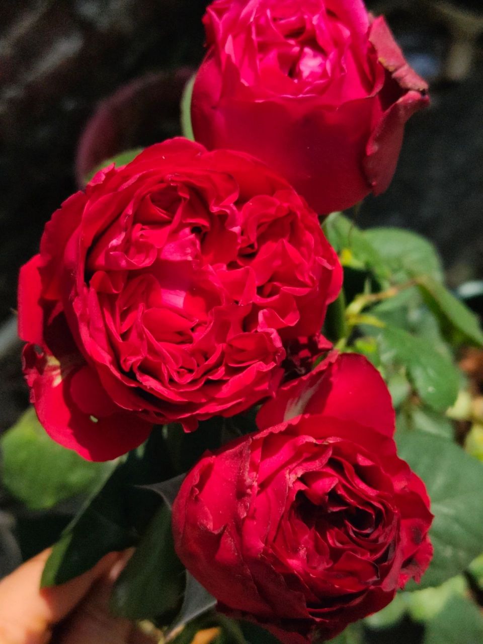 荣耀‖月季 荣耀是个大包子