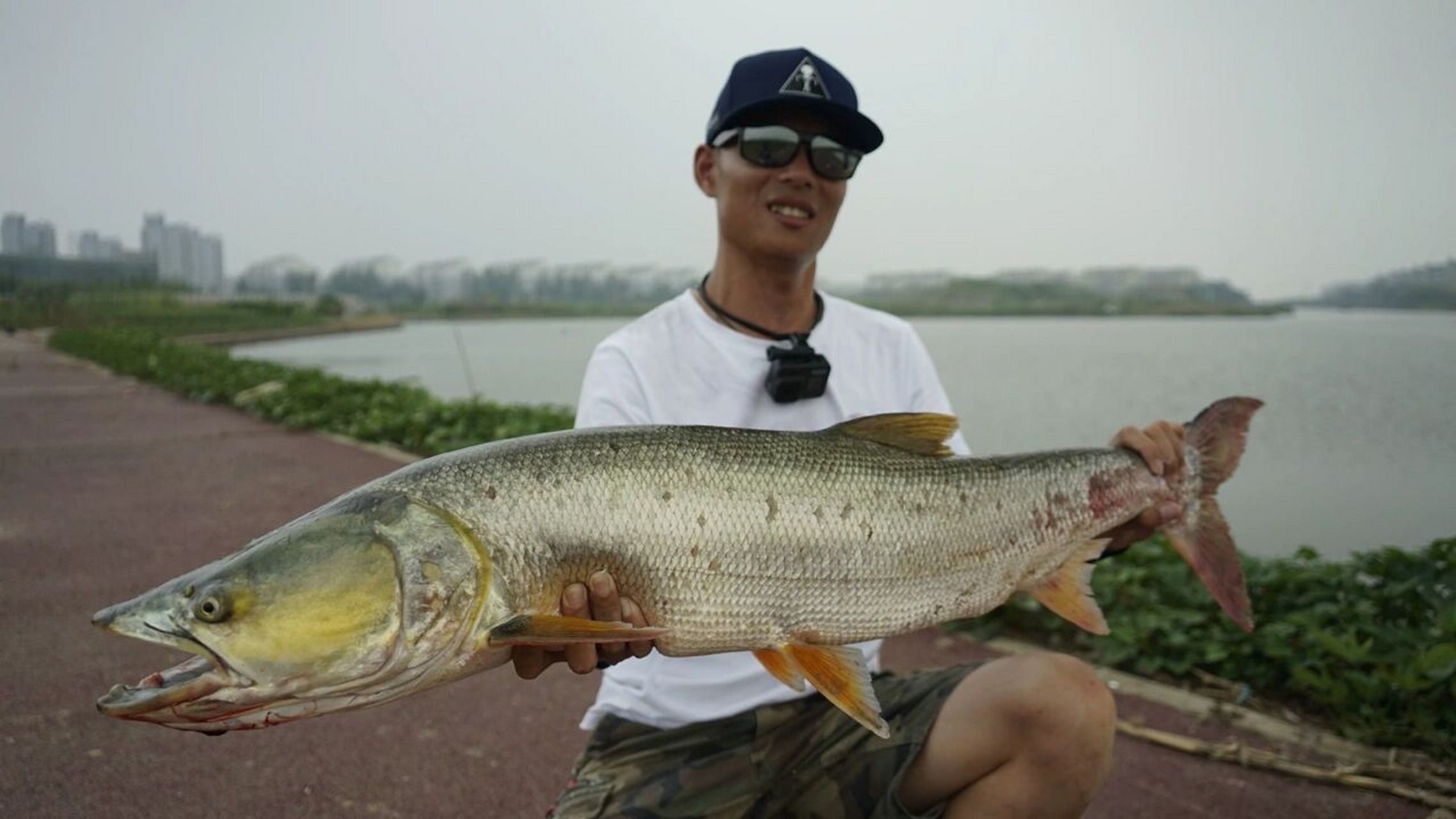 上海郊区野河道的米级鳡鱼 夏天的时候遭遇的米鳡袭击.