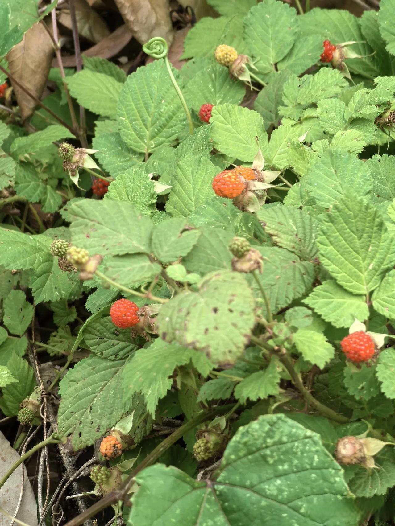 山莓又叫树莓,这个野生的山莓味瞪捷吧旃油计懊粕矫 野山莓