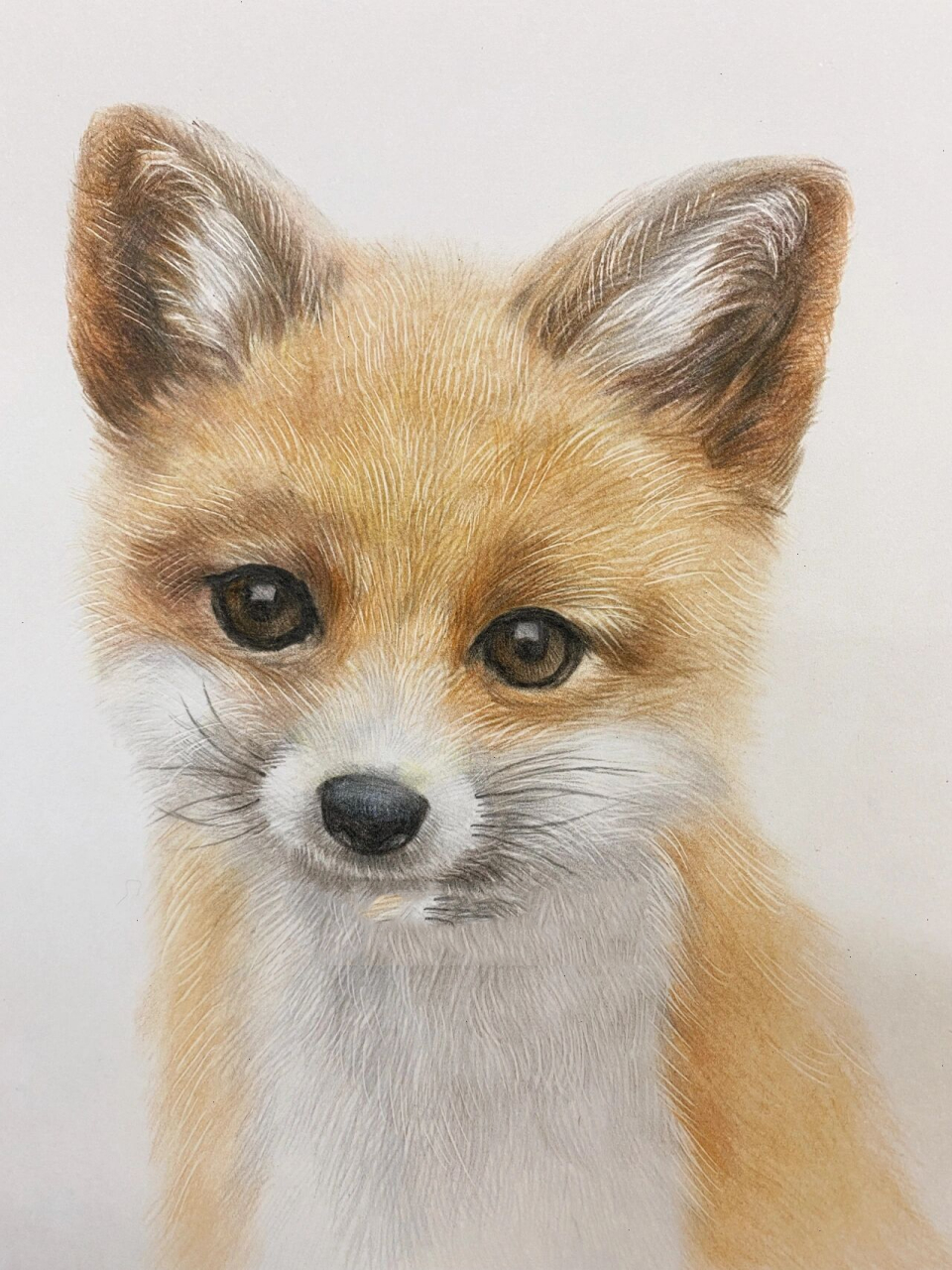 动物彩铅画 狐狸图片