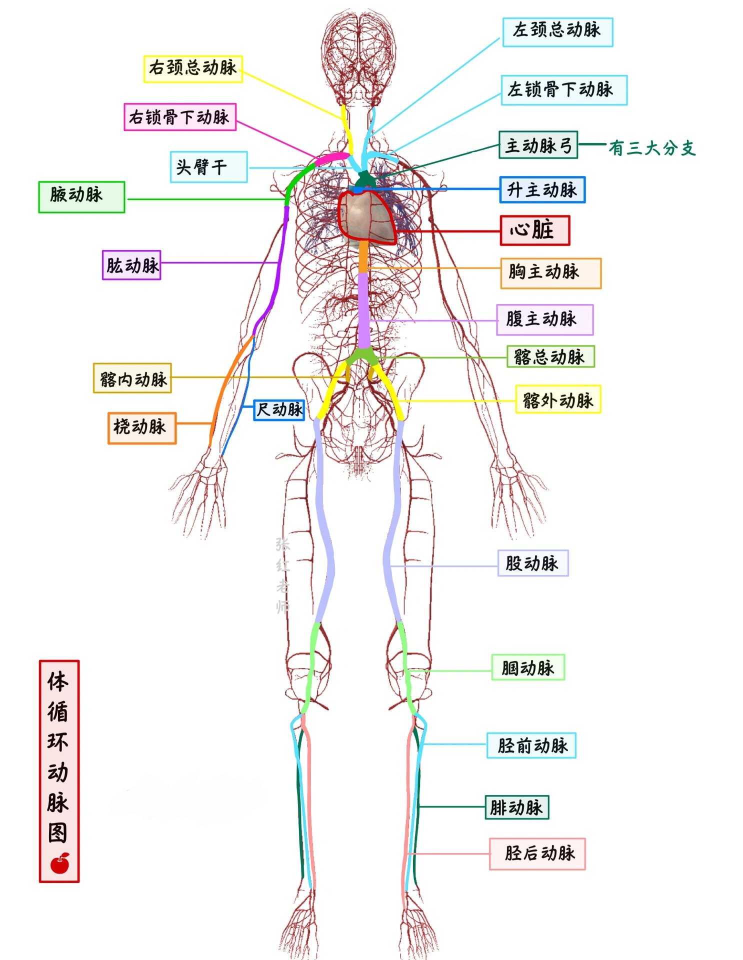 解剖学:脉管系统2