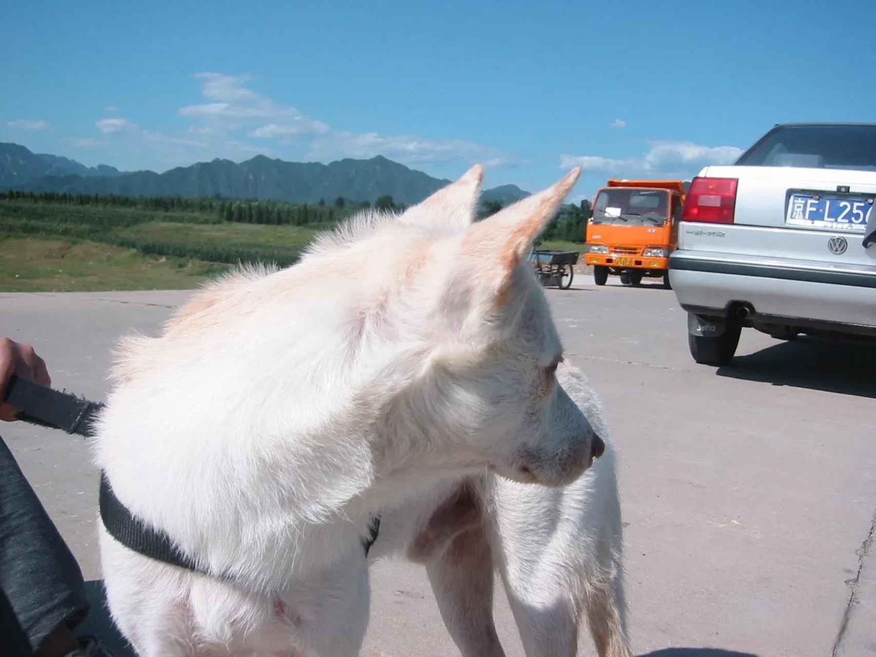 韩国珍岛犬图片图片