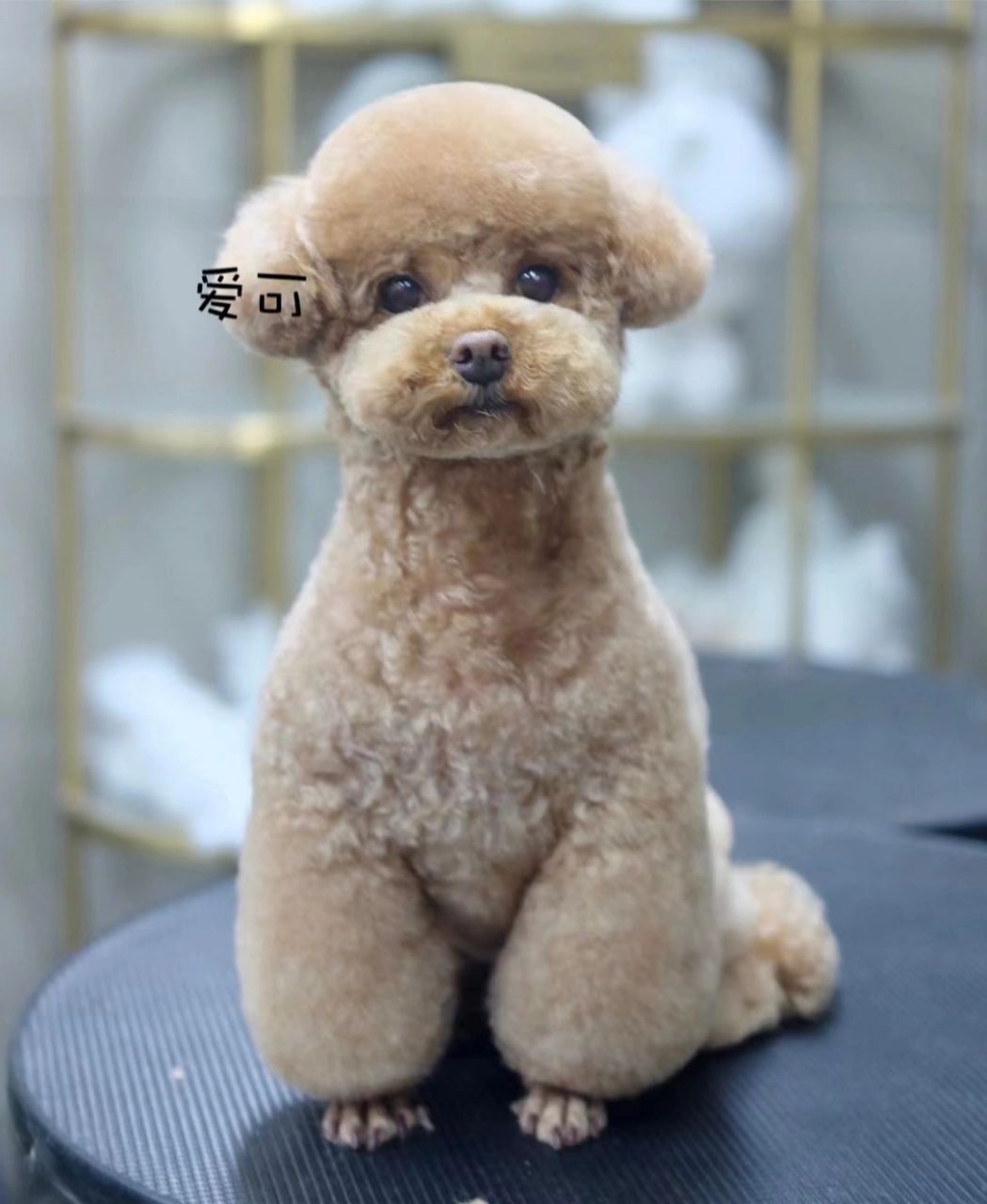 9215泰迪圆头美容教程,注意6个线条更可爱 泰迪修剪美容剪毛教程