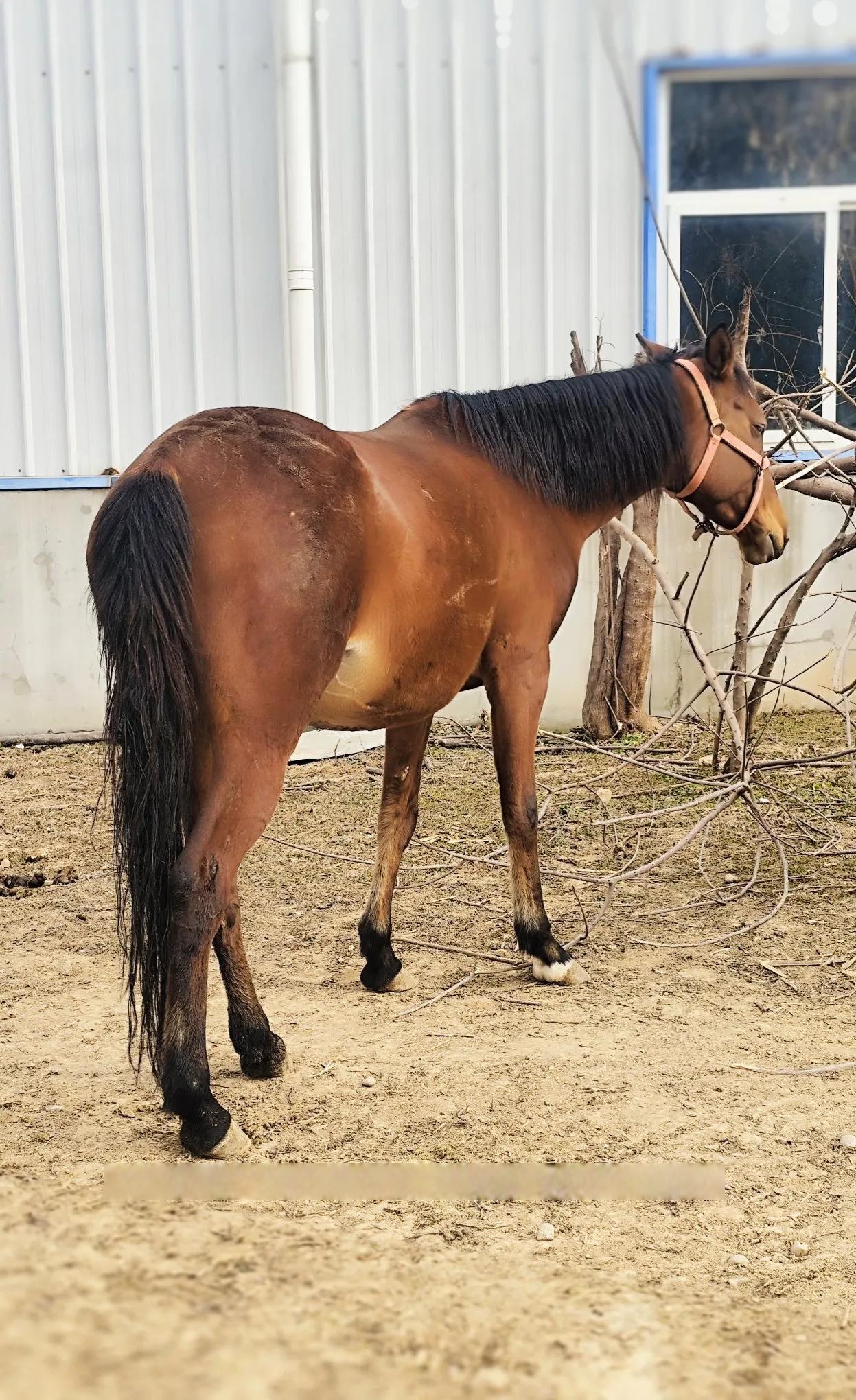 就像我曾在草原上看到的,清晨阳光洒下,骏马奔腾