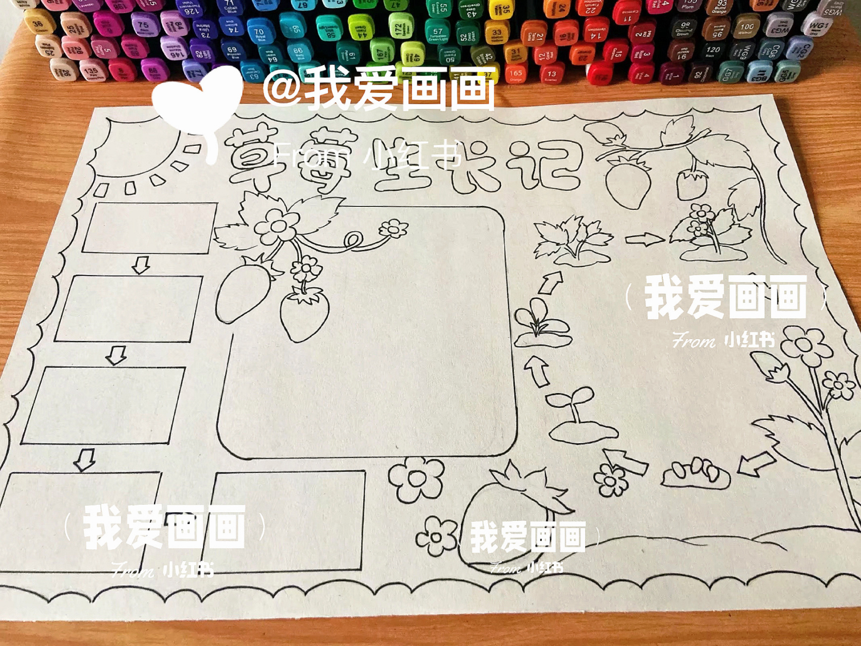 草莓生长记 自然笔记 植物生长过程手抄报,草莓成长观察记录绘画小报.