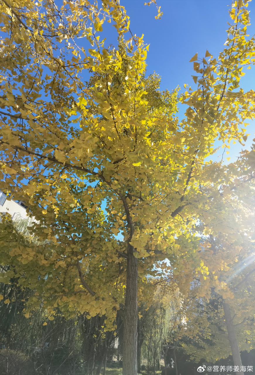 午后的阳光透过树叶的缝隙,把金黄色的银杏树叶反射得如同黄金般灿烂