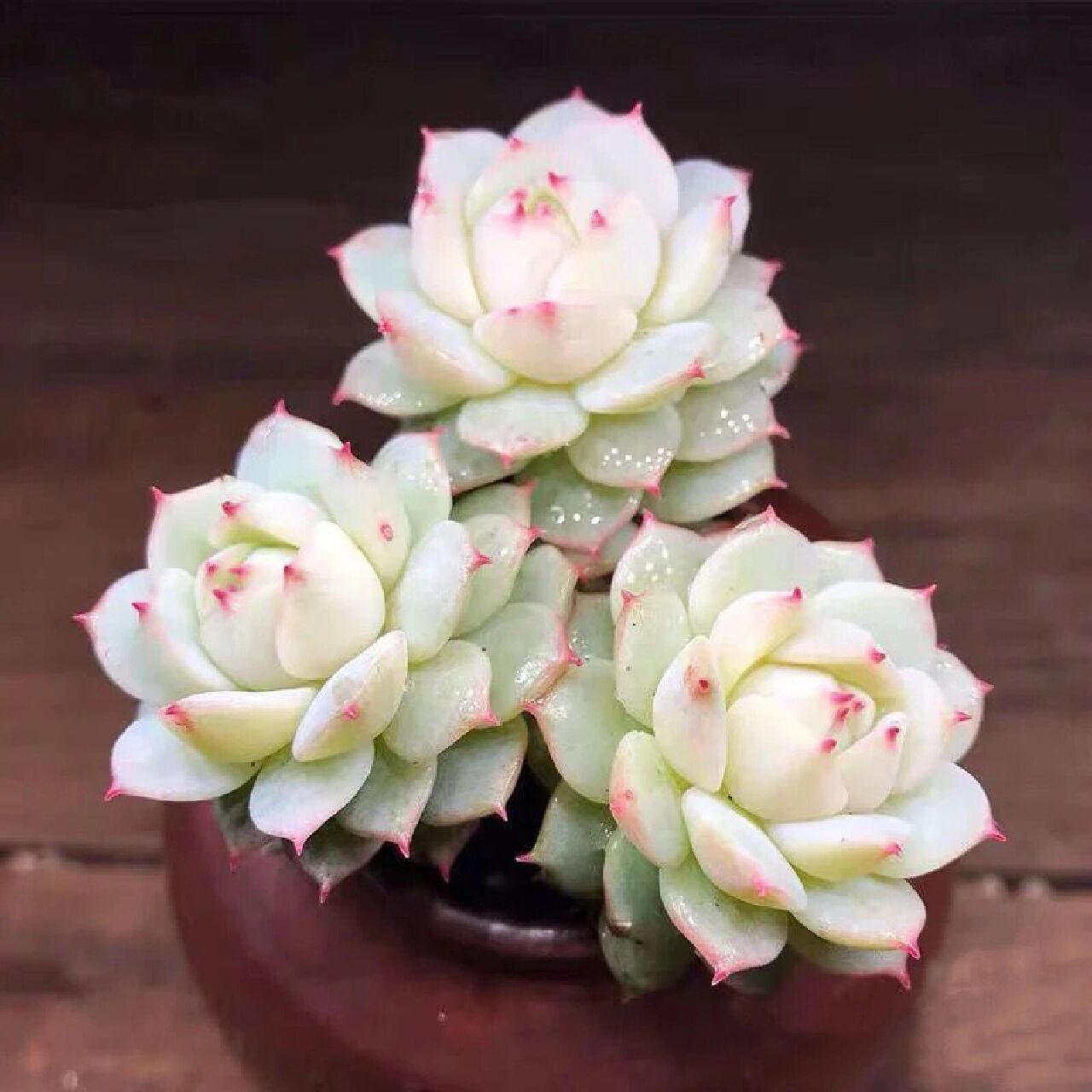 96每天认识一种多肉9413896静夜