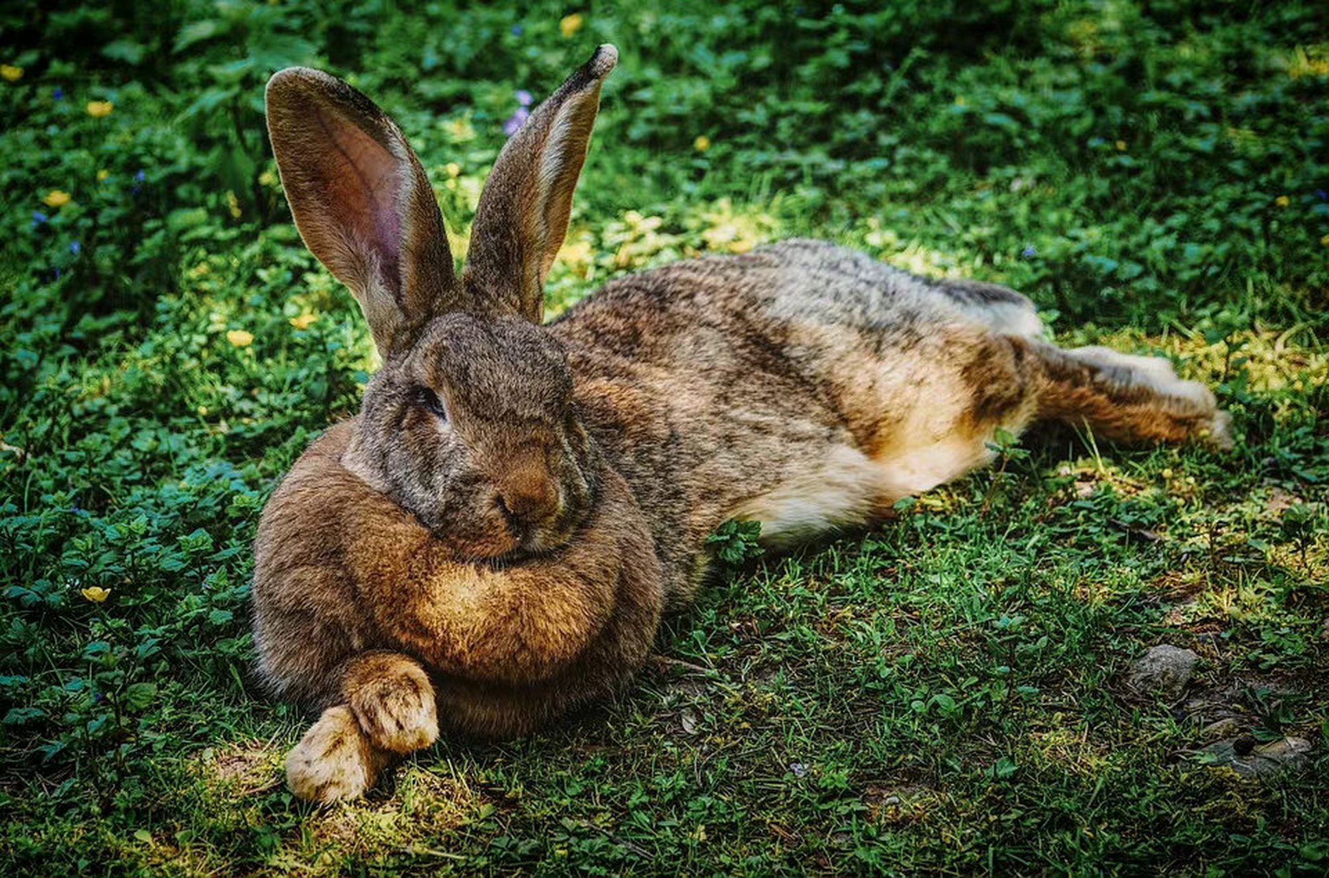 兔八哥,來個愜意的午睡.#動物趣圖