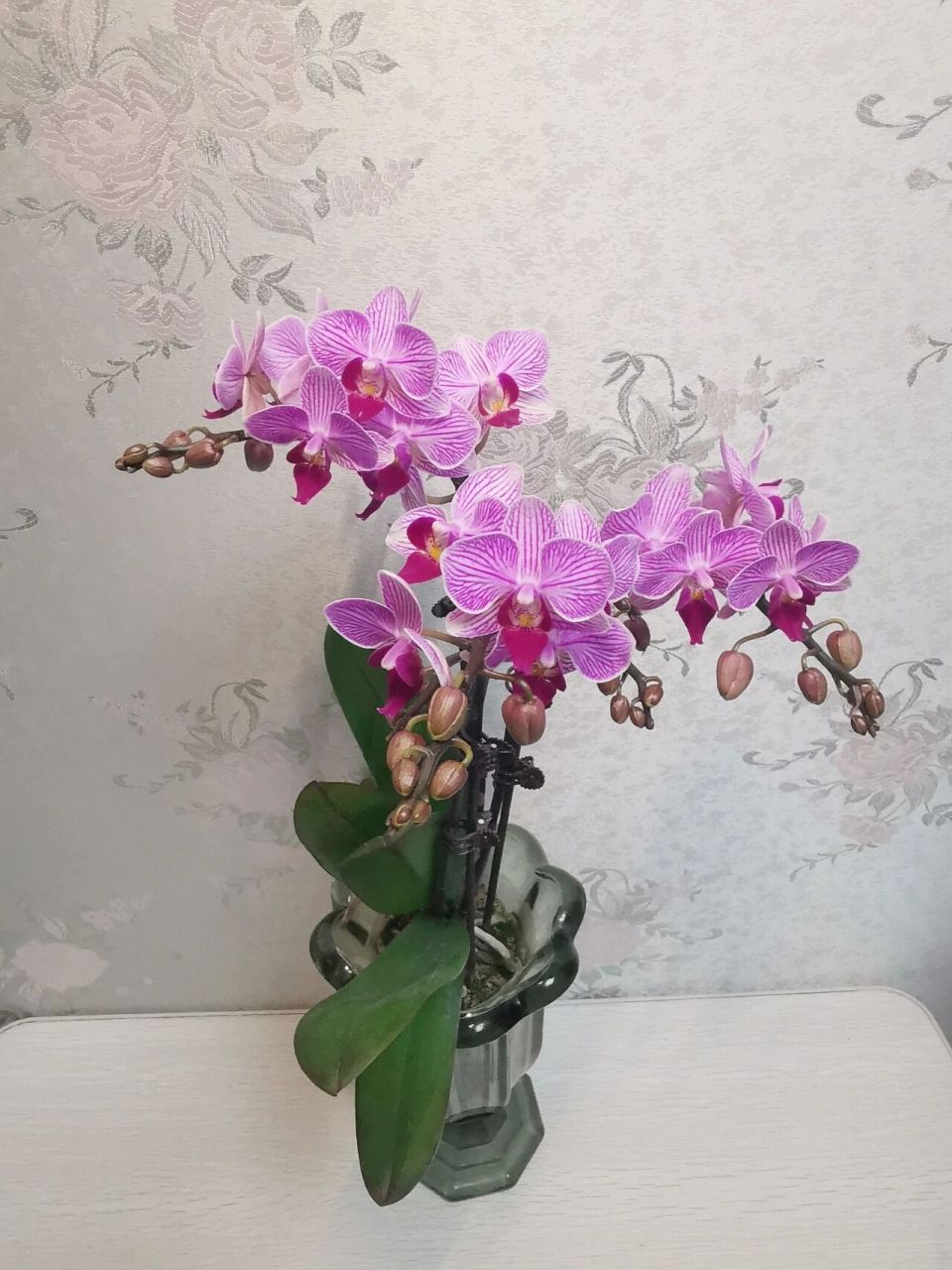 快开爆的圣地亚哥蝴蝶兰 圣地亚哥: 小花多花多剑多分叉,品种的花量