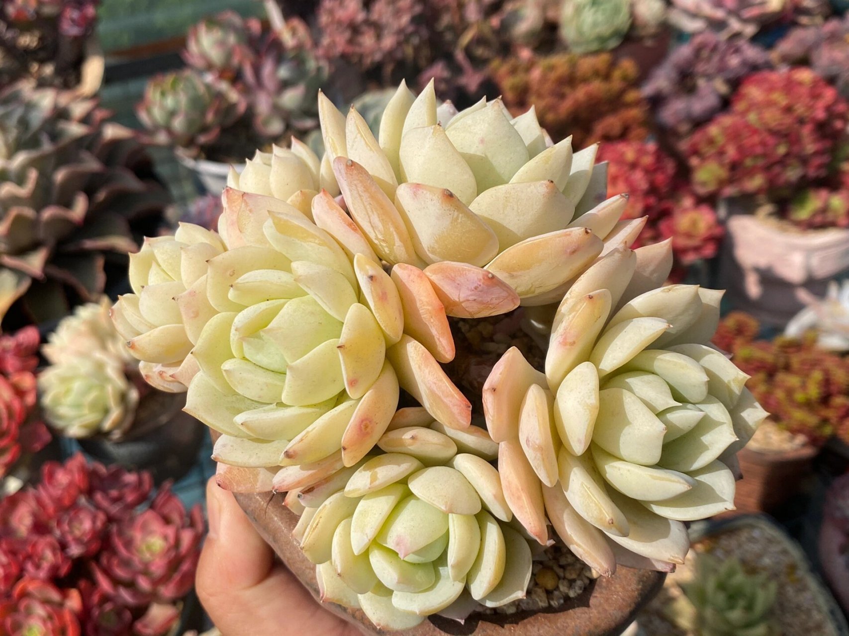 恋曲多肉植物 最近都是28-30度,开始步入夏天,多肉也随之开始褪色!