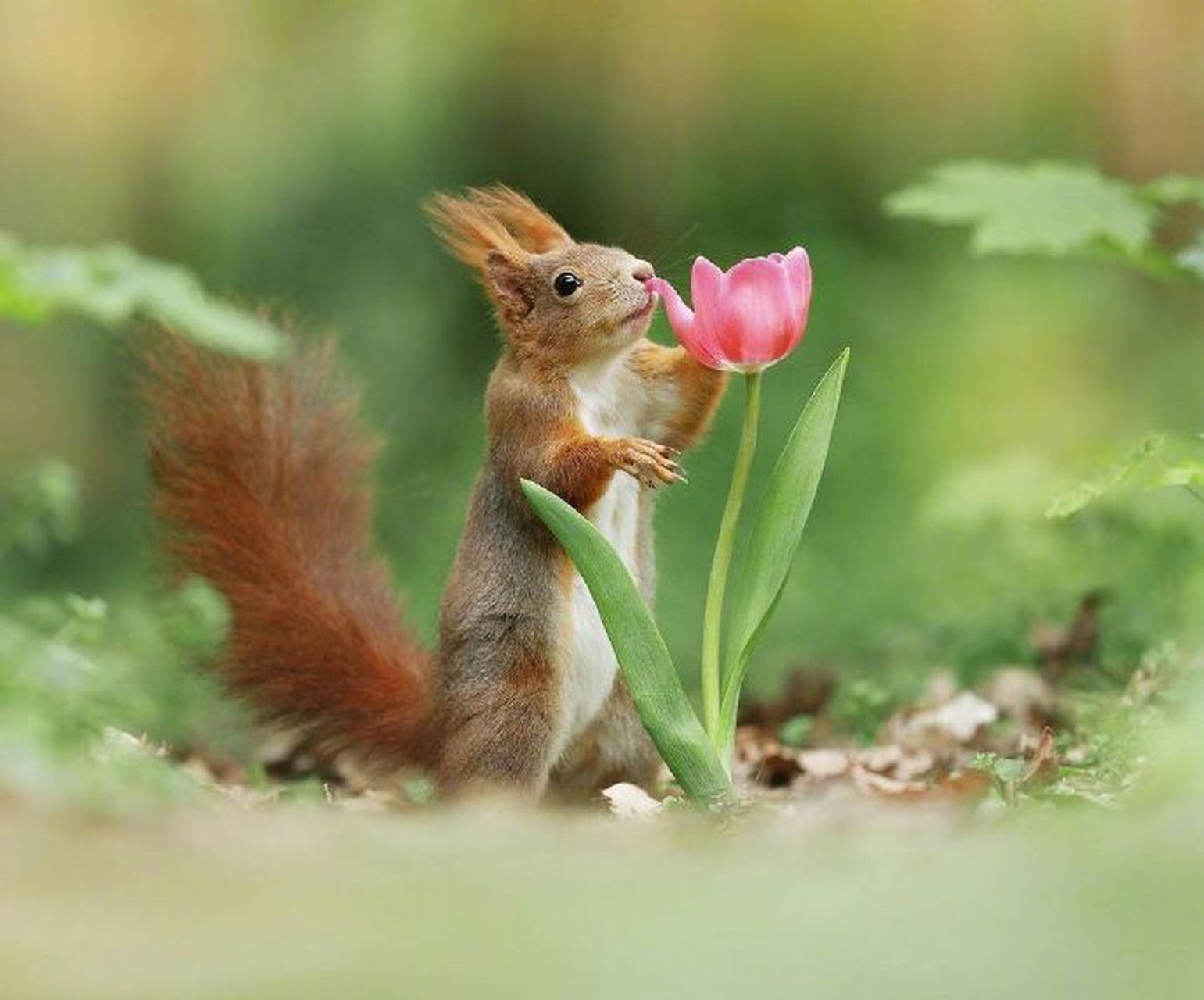 可爱有趣小松鼠,闻花香,摘松果. #动物趣图