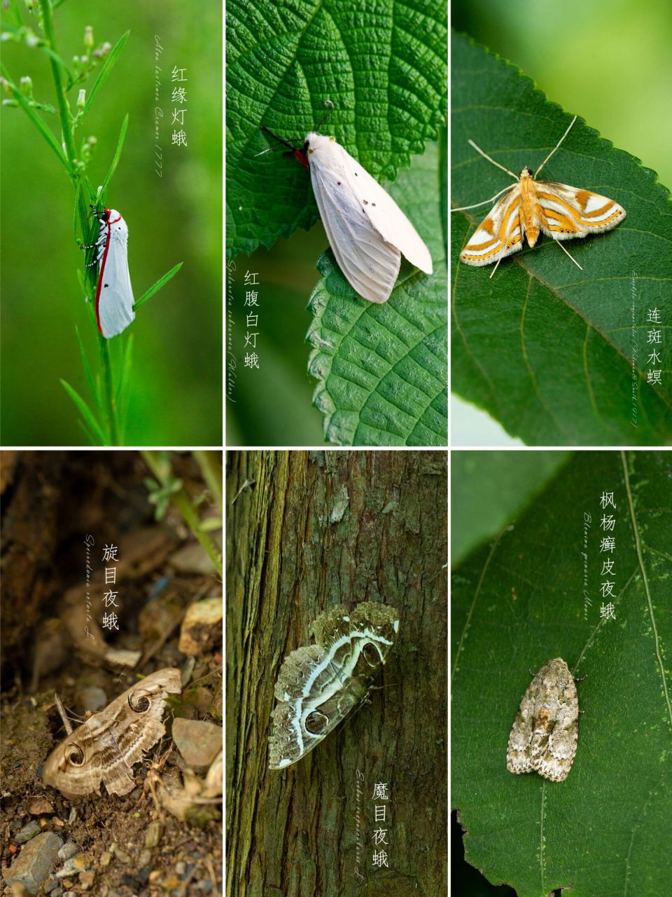 图①—六宫格 图②—红缘灯蛾 图③—红腹白灯蛾 图④—连斑水螟 图⑤