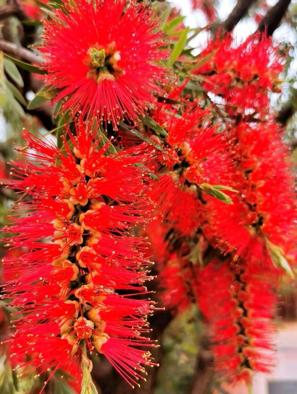 垂枝红千层 垂枝红千层 又名串钱柳,为常绿灌木或