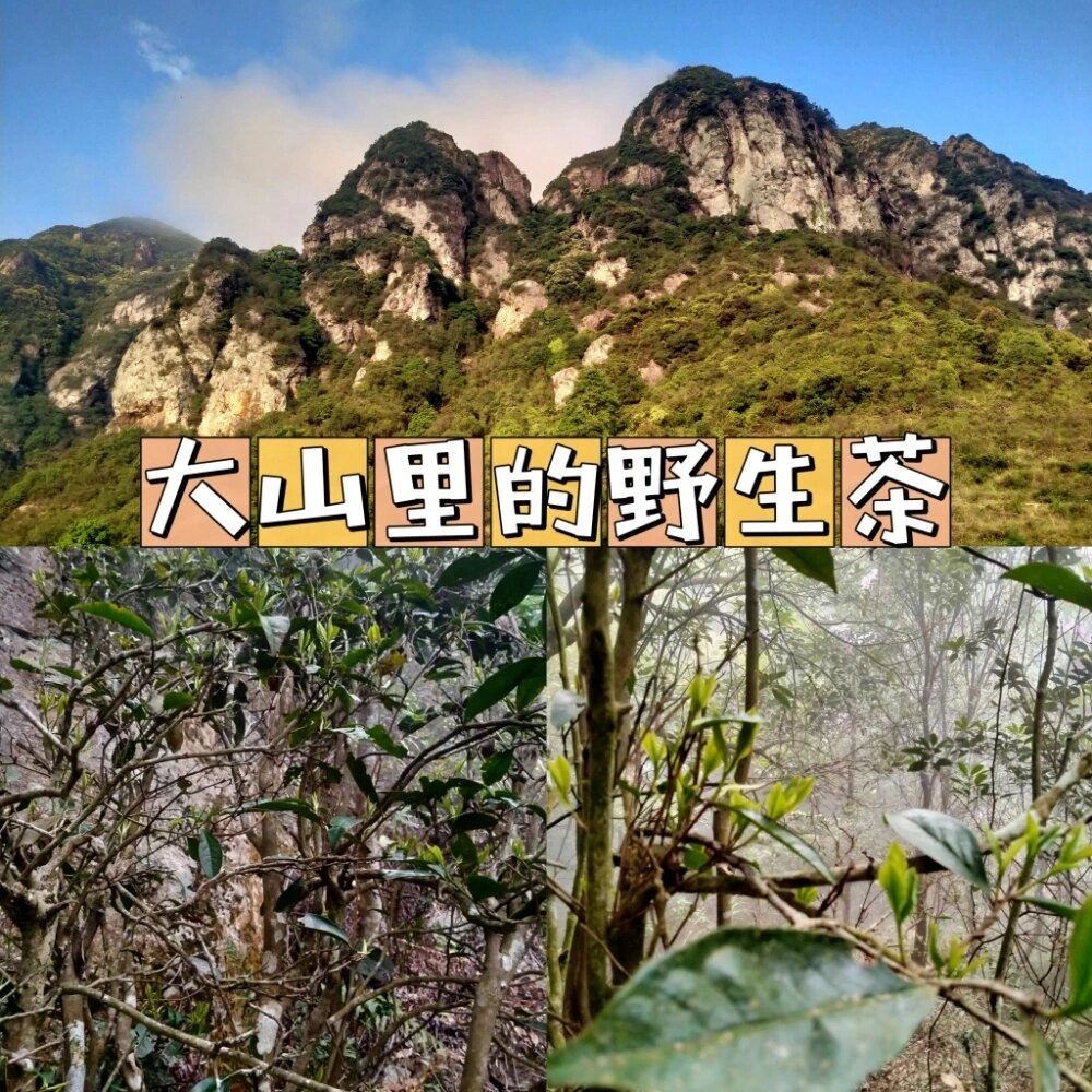 高山野生茶图片大全图片