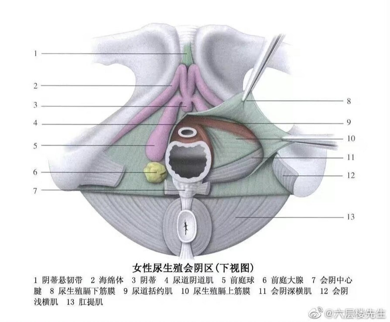 女性前庭腺肿大图片图片