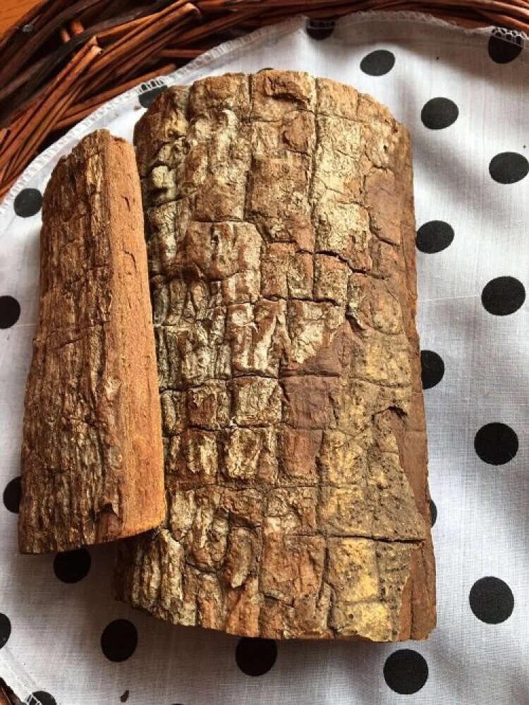 卡宾达安哥拉树皮