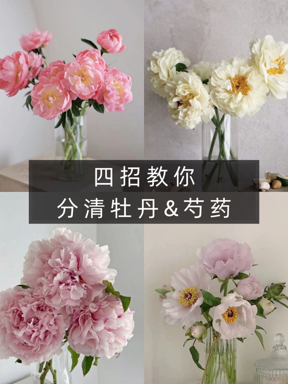 牡丹&芍药?傻傻分不清?四招教你快速区分 马上就要进入牡丹和芍药的 9