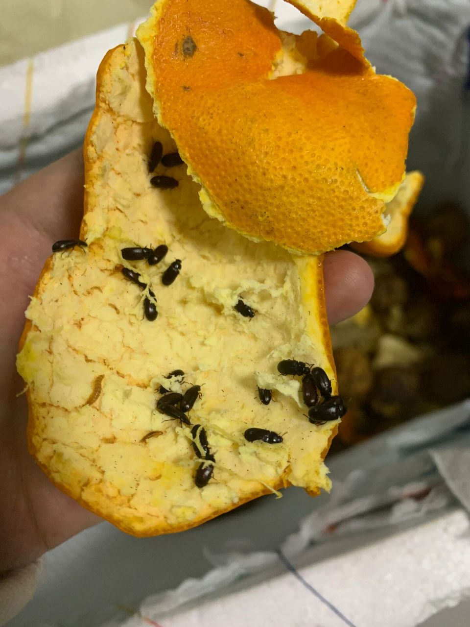 养虫日记～ 洋虫,也叫九龙虫