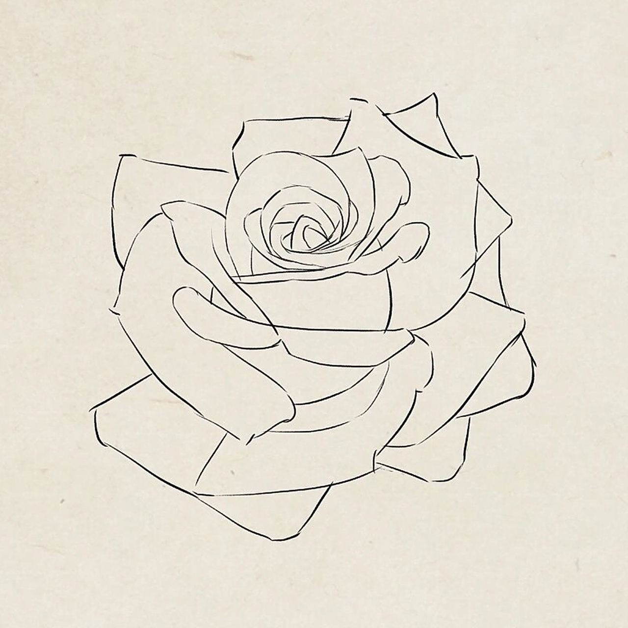 玫瑰花插画|复杂的花瓣怎么画?