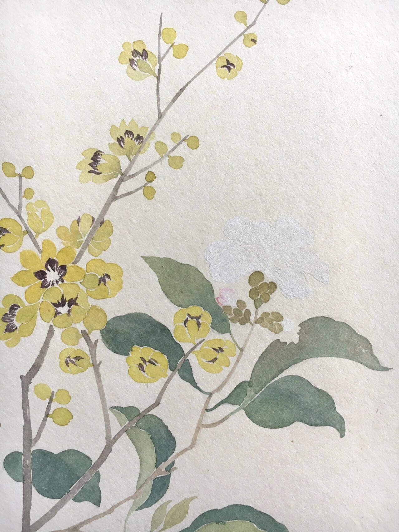 国画没骨画|临恽寿平花卉(步骤图) 步骤图: 图2:黄花颜色,藤黄77