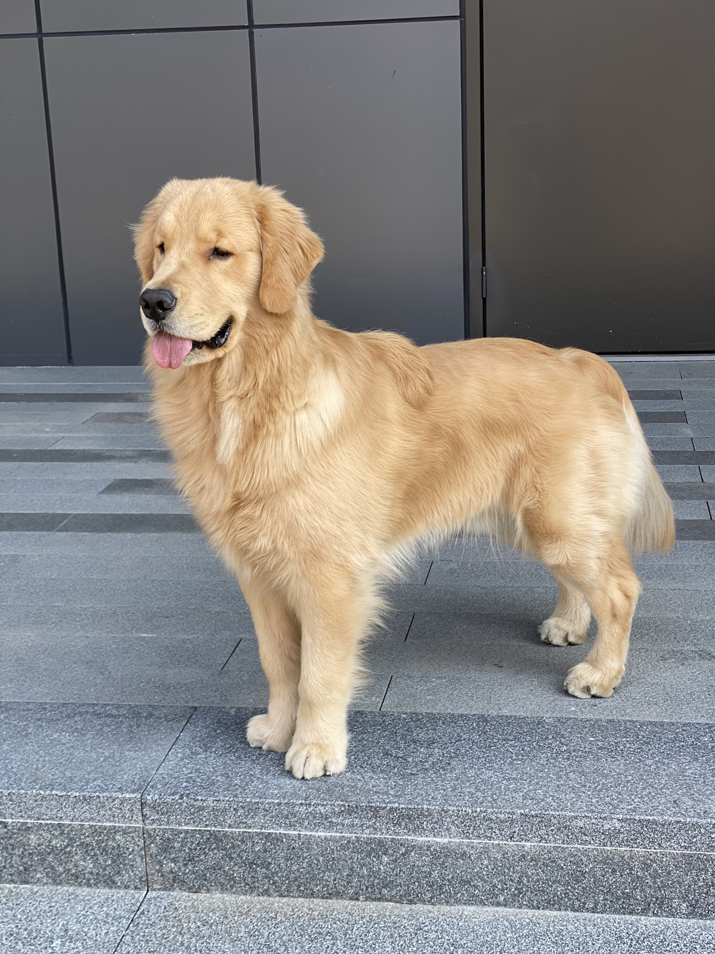 金毛多大胸毛才会变长 来福一岁了 毛挺多的,也不短 毛是天生的,后期