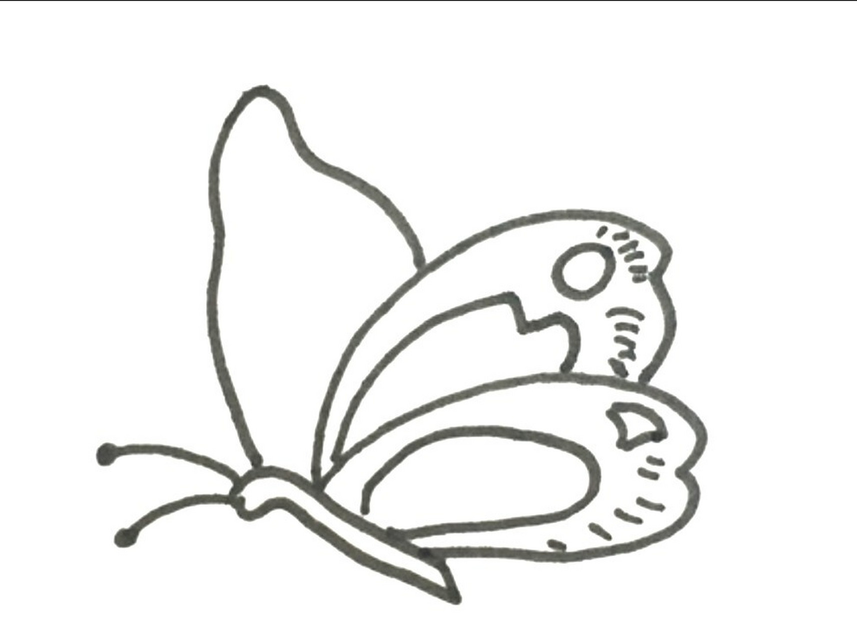 美丽的蝴蝶简笔画 小蝴蝶,真美丽 两只翅膀穿花衣92 飞到东来飞到西