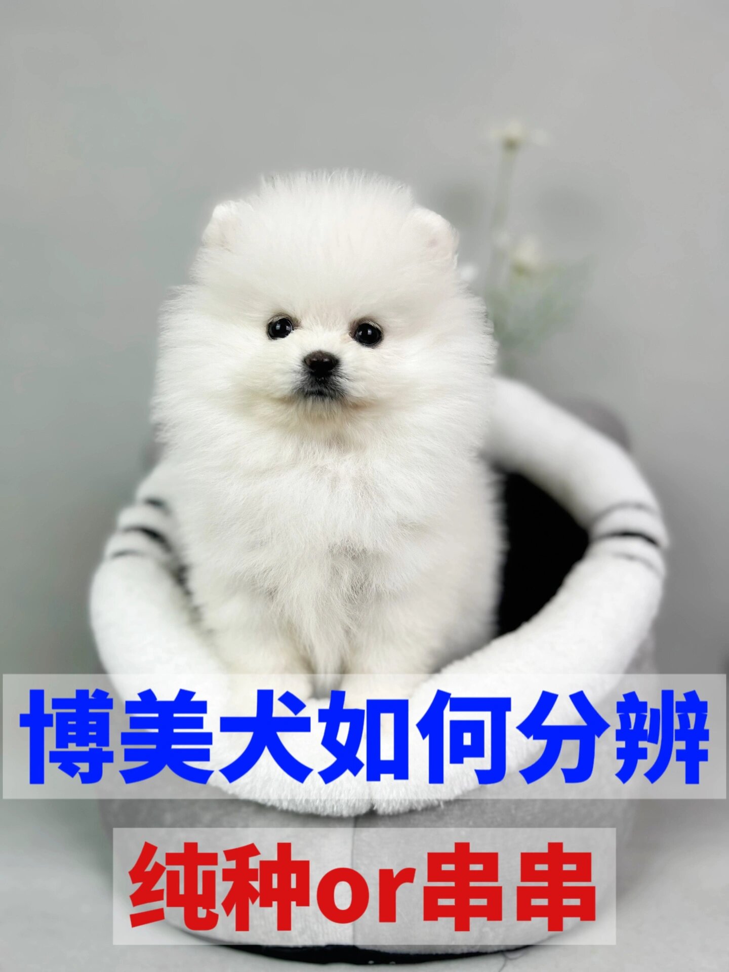 西施犬和博美的杂交图片