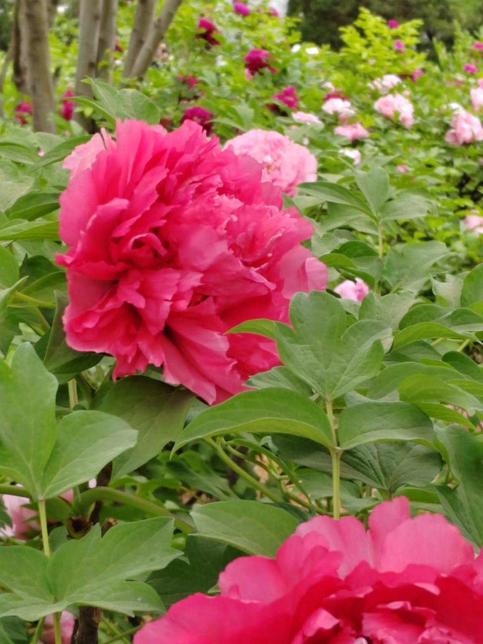 各色牡丹花欣赏! 牡丹