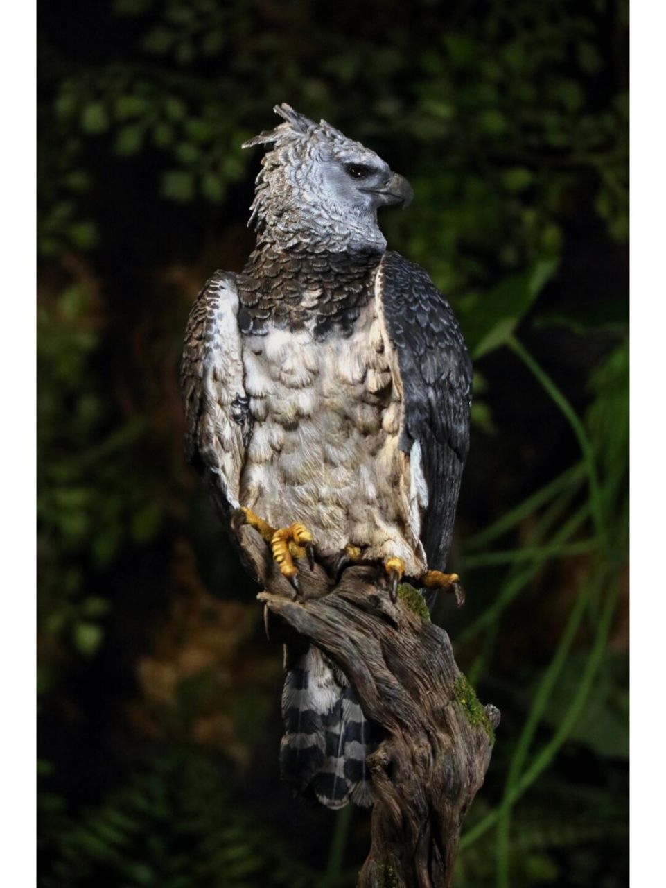 进来感受下鸟类模型的美 这是我最近刚涂完的哈佩角